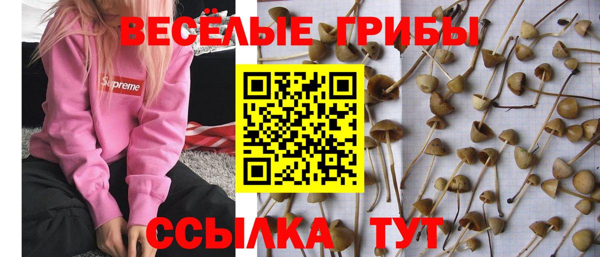 Галлюциногенные грибы мицелий  Вход с VPN  Благовещенск 